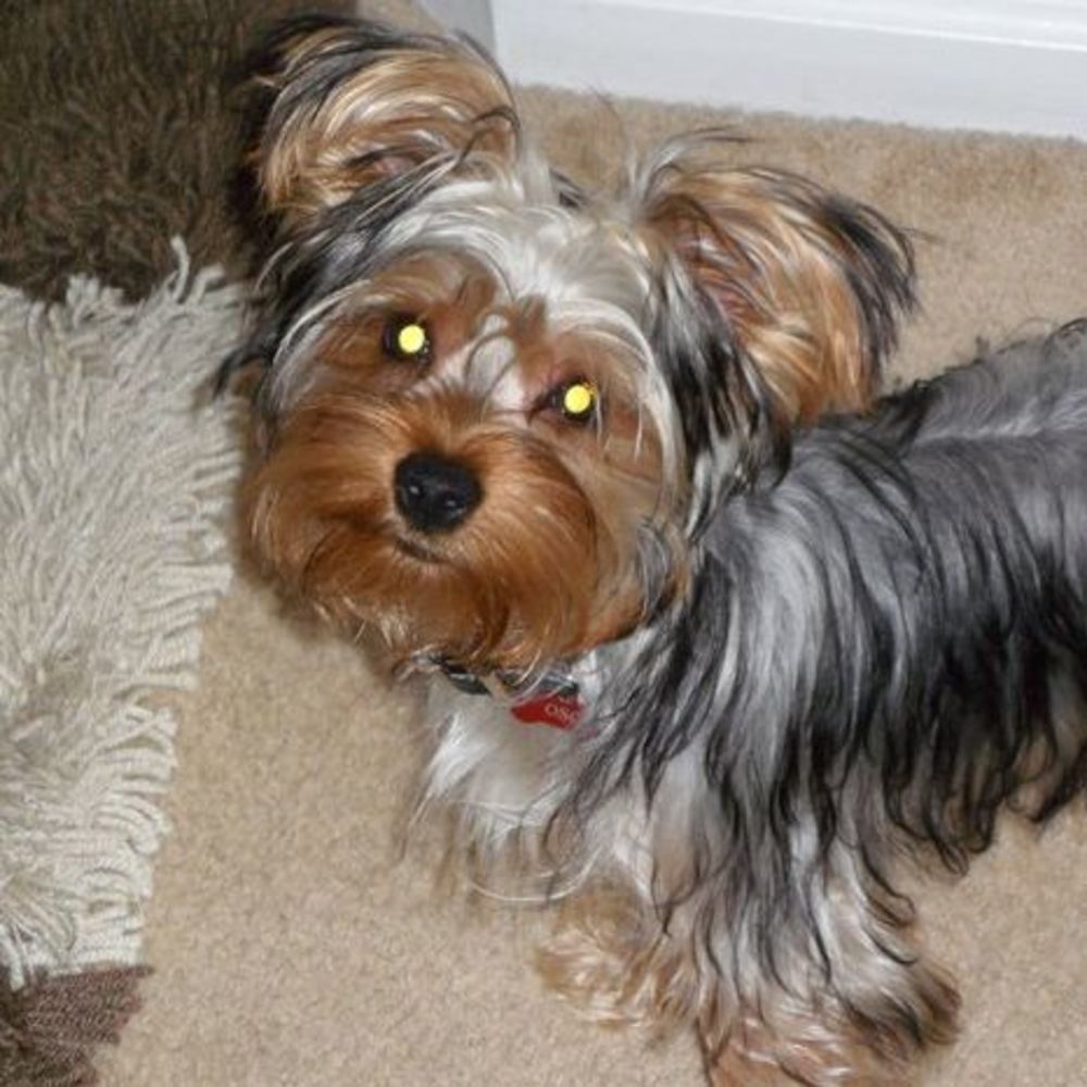 Meet your Posher, Gigi